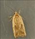 0706 (32.03) Agonopterix nervosa